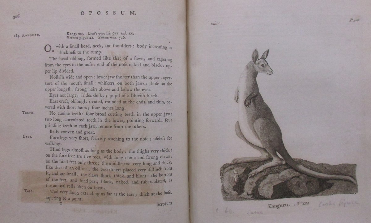 Pages of a book with text and image of a kangaroo