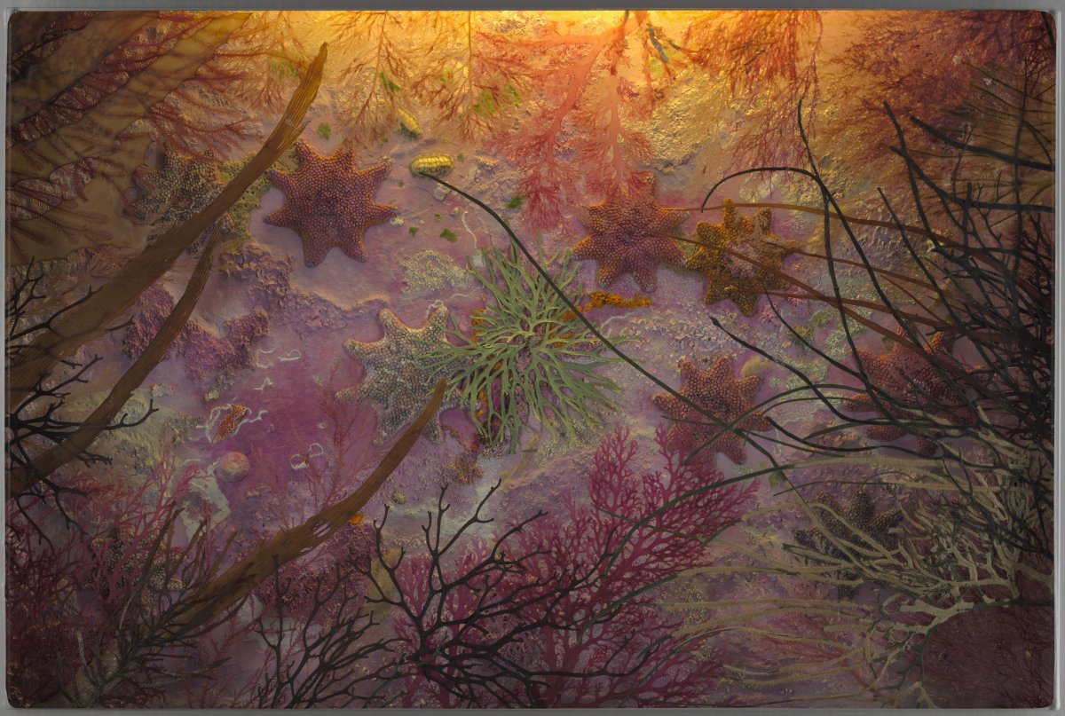 A collage of green and purple plant matter, aluminium and perspex, lit from above by a warm, yellow internal light.