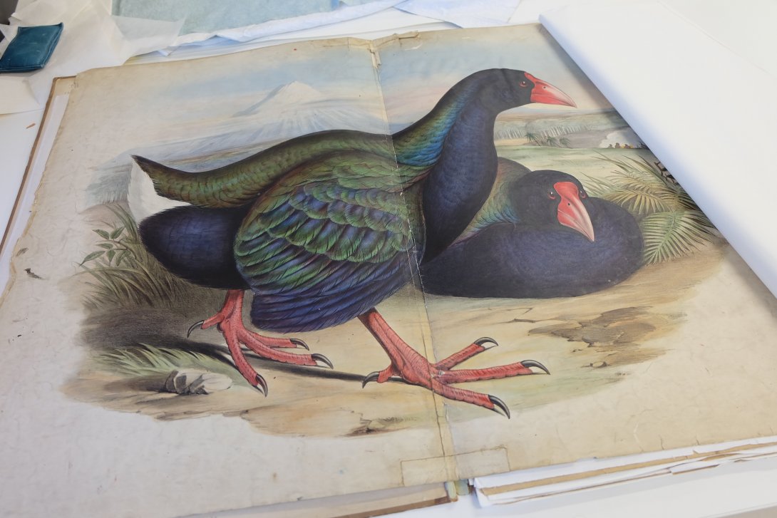 A book spread open with two birds illustrated over the full two page spread. The pages are damaged and there is a section of tape at the base of the ful spread, keeping both sides together. 