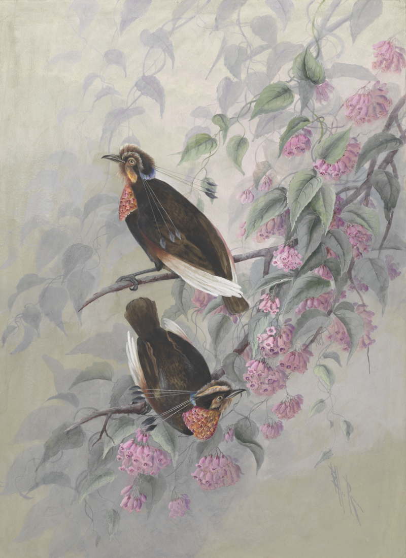 Watercolour of two of Carola's Parotia