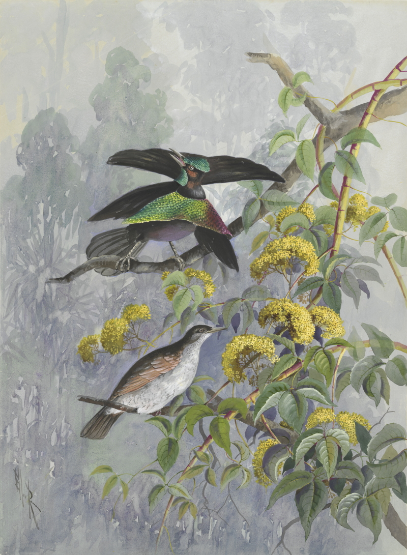 Watercolour of Male and Female Superb Birds of Paradise