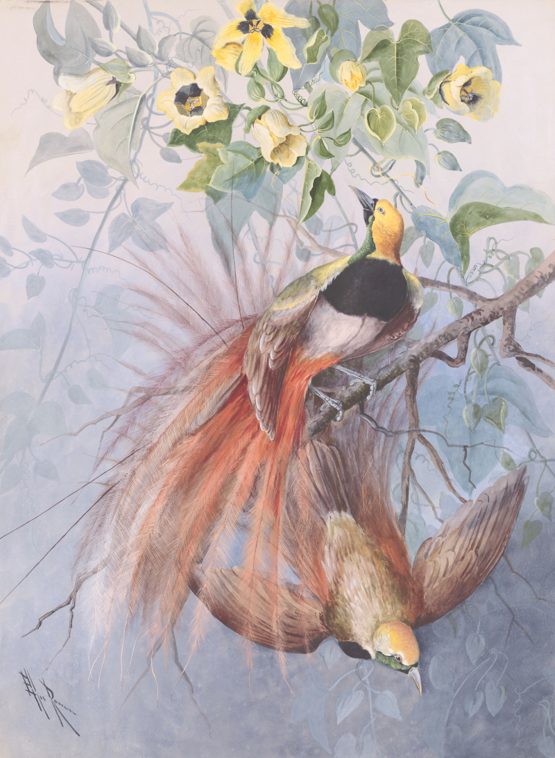 Watercolour of two Raggiana Birds of Paradise