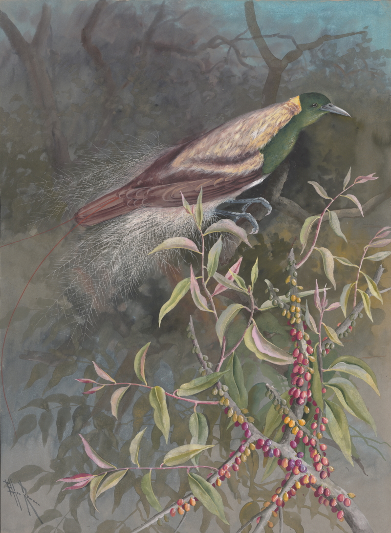 Watercolour of Emperor Bird of Paradise