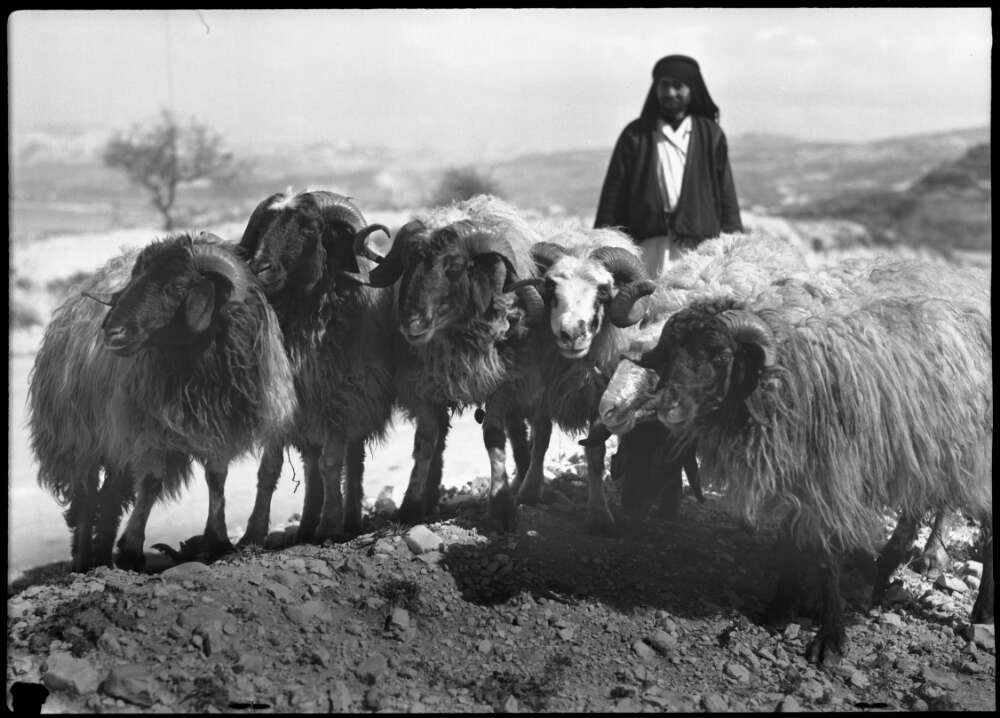 -	Bedouin shepherd, Iskanderoun, Syria 