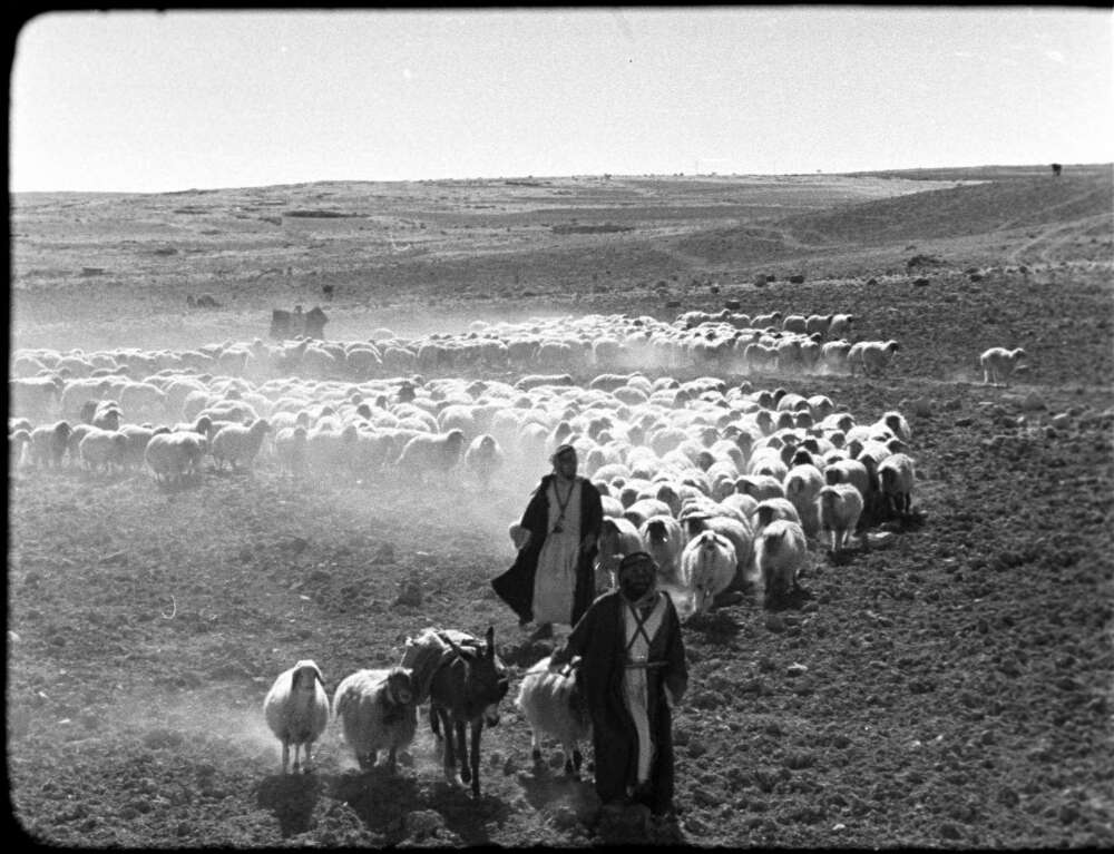 Beersheba, Palestine; two shepherds, a donkey and flock of sheep