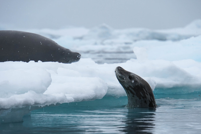 5.	Paradise Bay, seals. Photographer Daniel Stavert; 5/3/2019