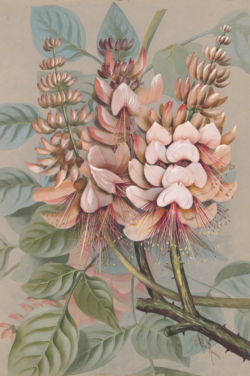 Painting of Erythrina variegata L. synonym Erthrina indica Lam.