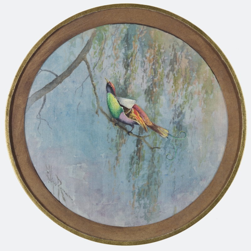 Plate design of Magnificent Bird of Paradise