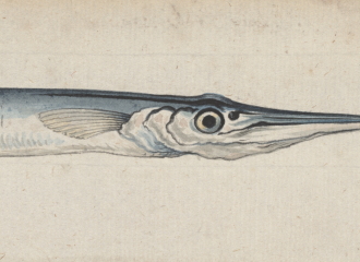 Garfish from 1770 by Sydney Parkinson