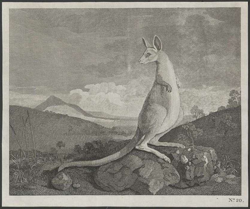 Print of a kangaroo