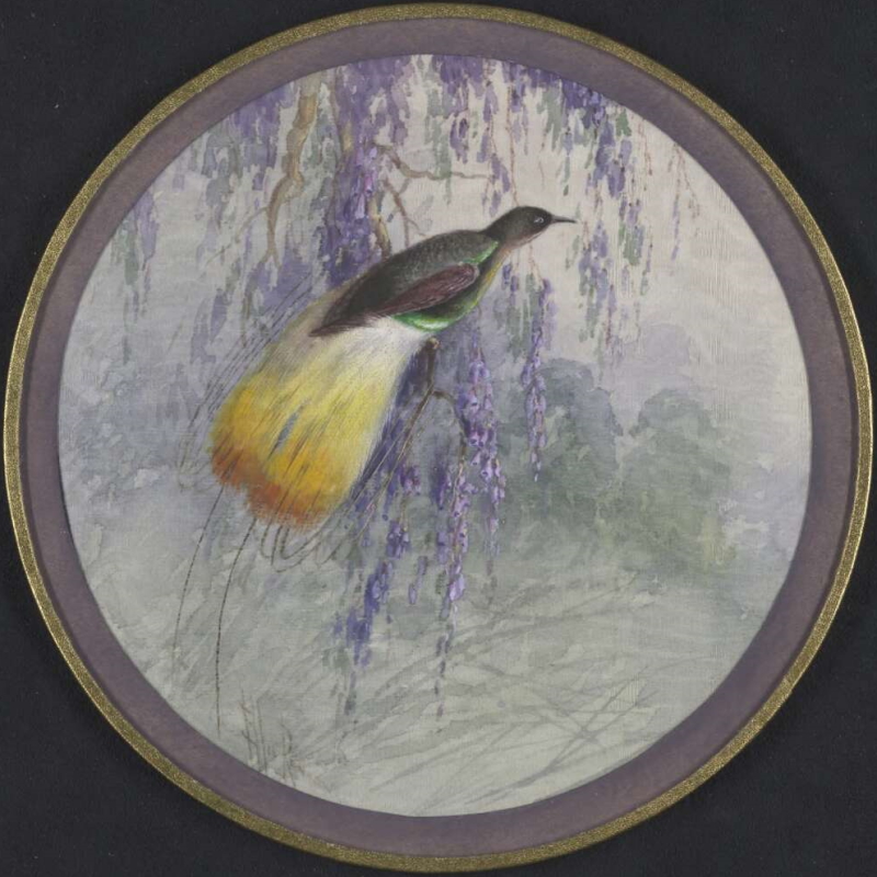 Plate design of Twelve-wired Bird of Paradise