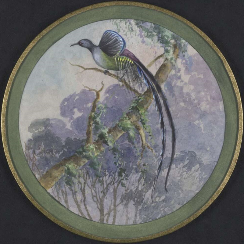 Plate design of most likely Black Sicklebill