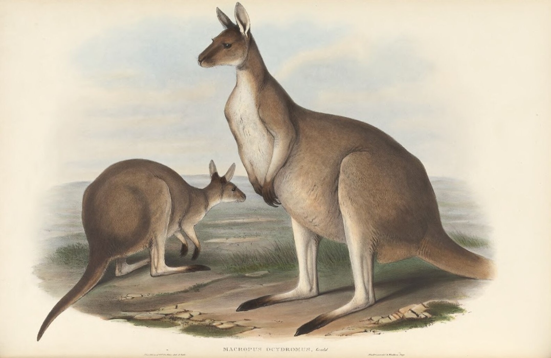 Print of two kangaroos