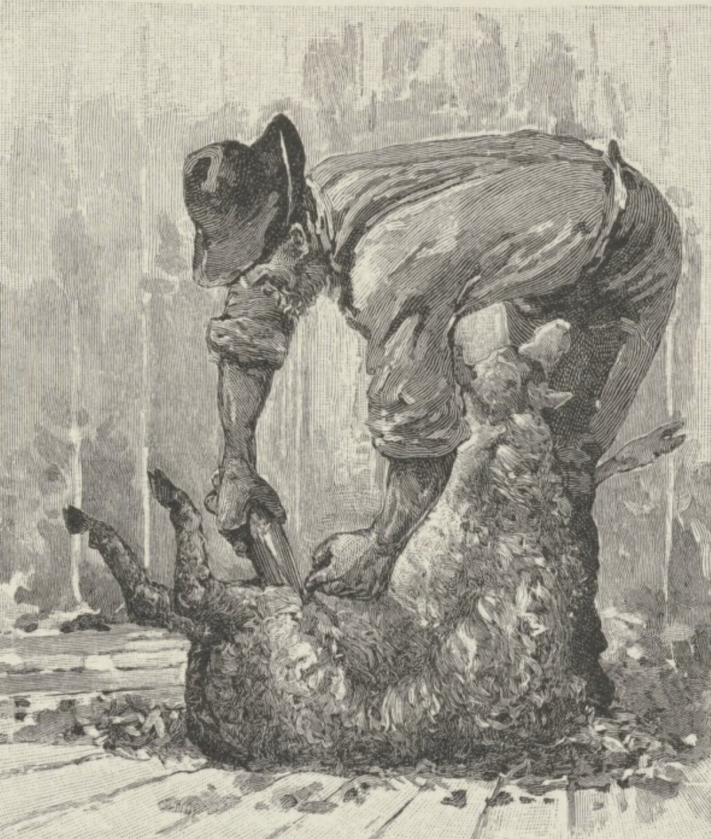 Sheep-shearing from the Picturesque Atlas of Australasia