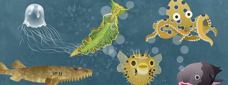 Sea creatures from Fauna: Australia's Most Curious Creatures by Tania McCartney