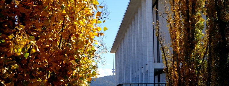 An image of the Library building with yellow-leaved trees in the foreground.