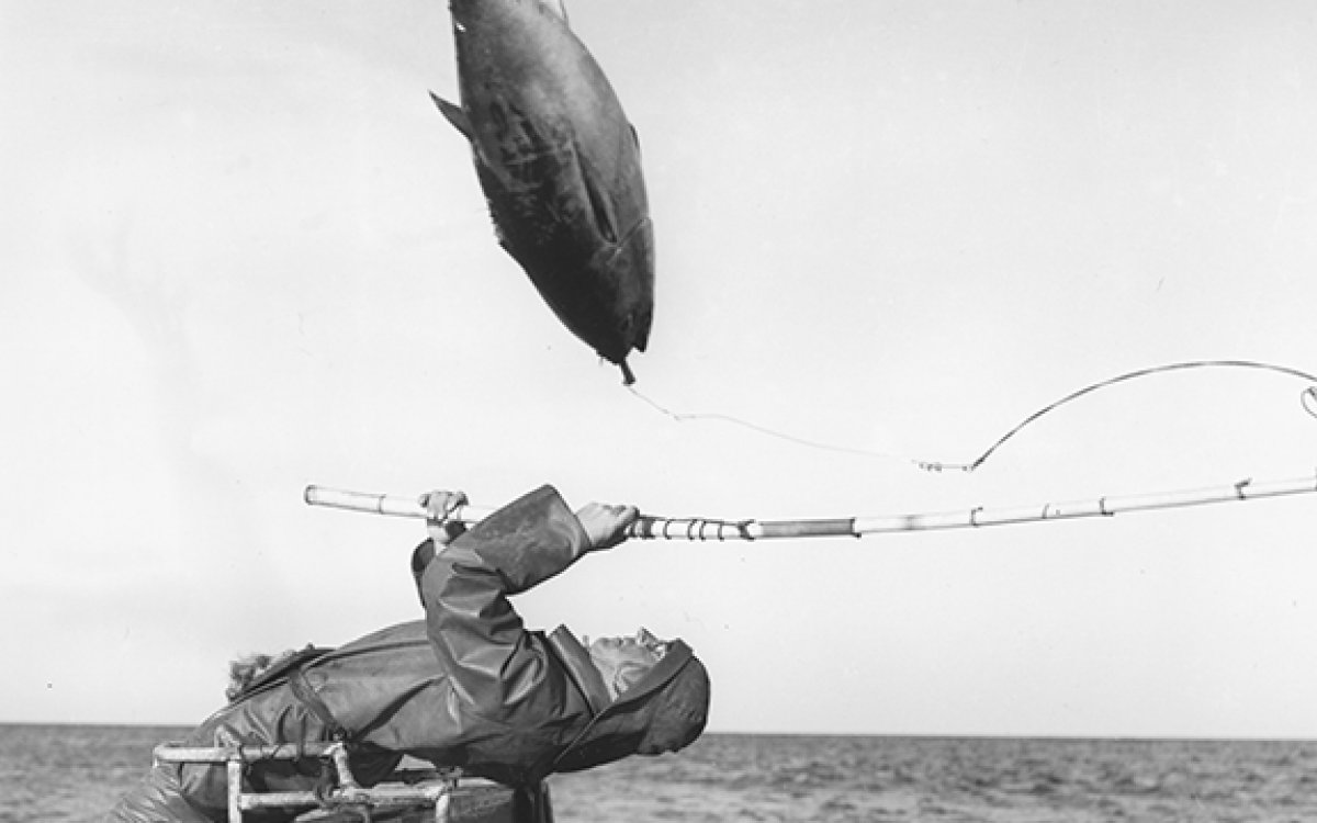 Tuna fishing at Eden, New South Wales, 1960