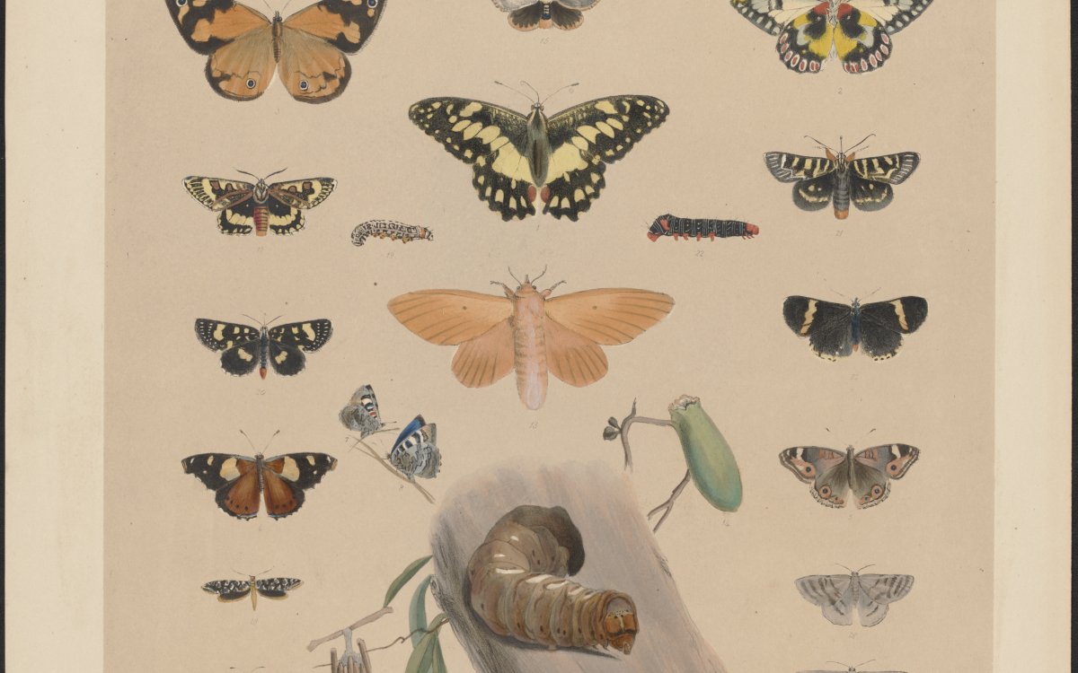 Colour illustrations of various species of butterflies.