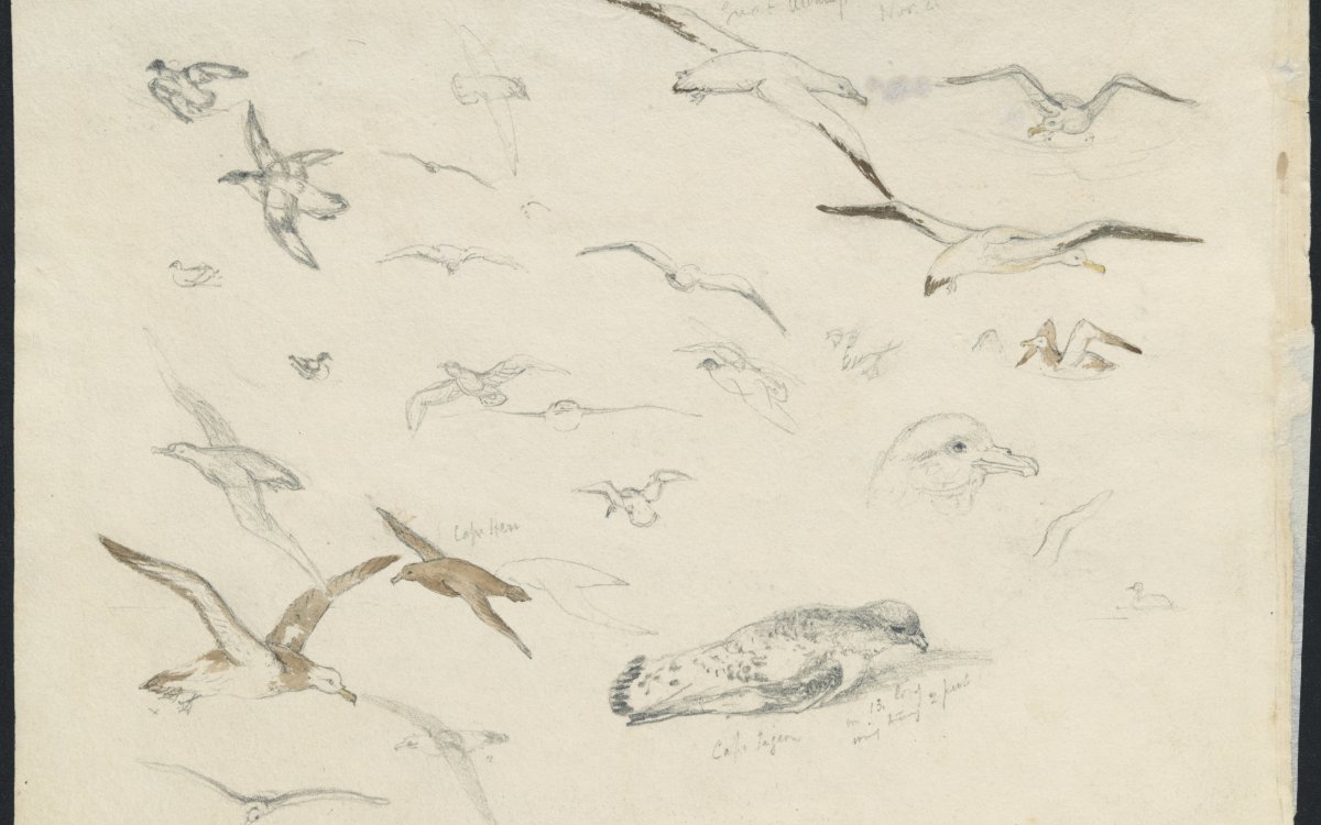 Lightly sketched illustrations of various species of sea birds