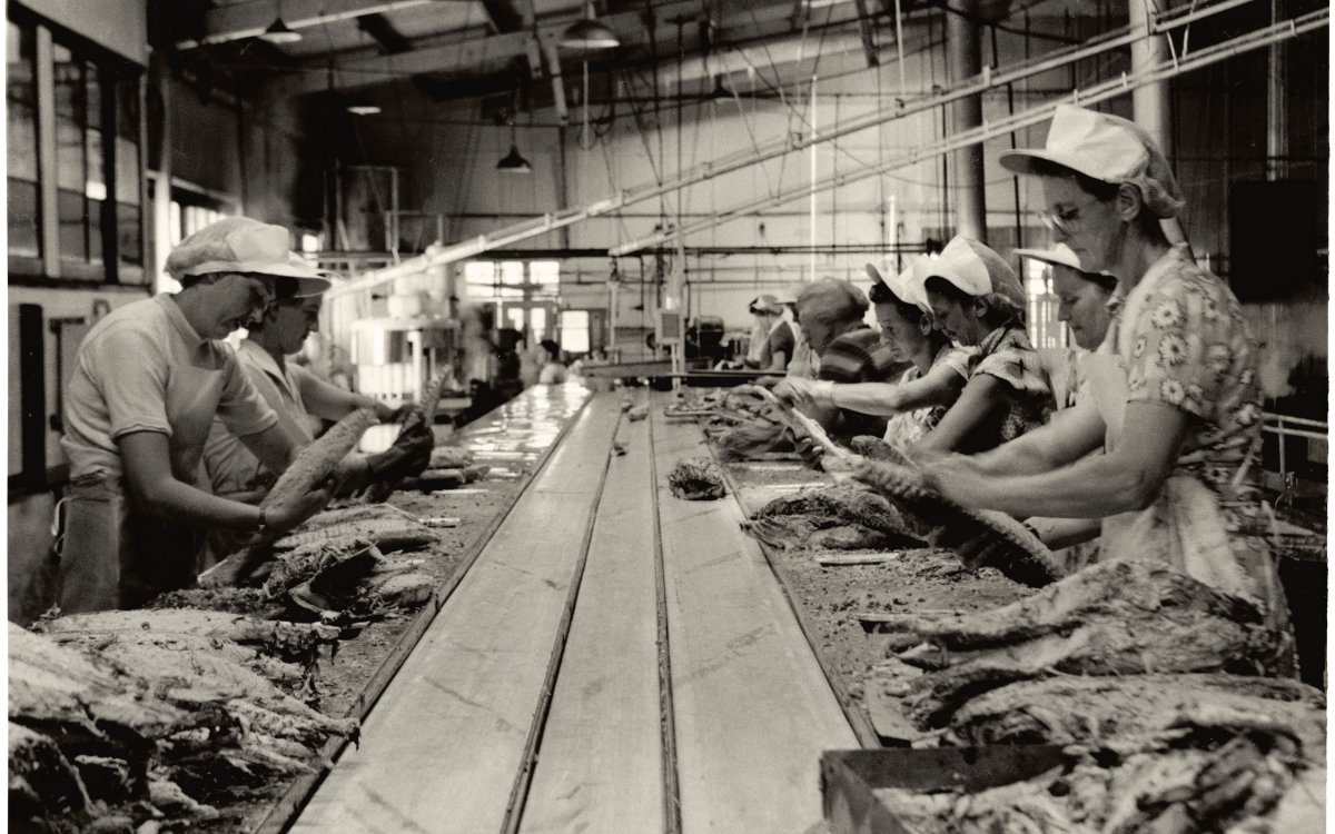 Seven woman standing on either side of a conveyor belt. The belt is full of fish. The women are all wearing white aprons and hair nets. They are packing salmon into tins. They are in a warehouse.
