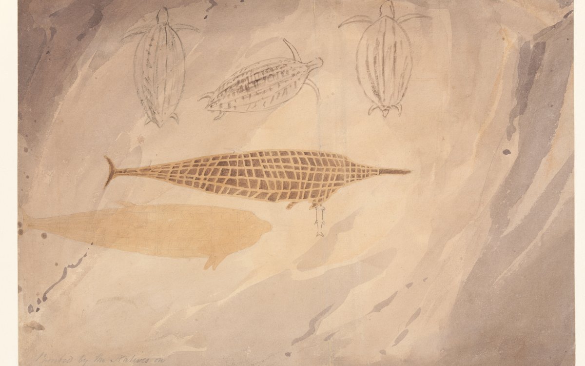 Drawing of rock art depicting leather back turtles and a large fish. 