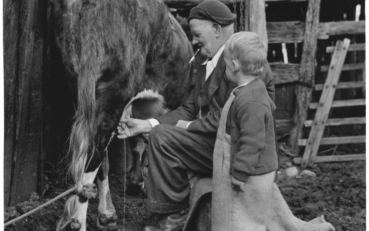 A small boy in oversized overalls stands next to an older man who is seated. The older man is squirting milk from the udder of a cow. The cows rear end is facing the camera, it's head is obscured by the older man. The older man is wearing a beanie and smoking a cigarette.