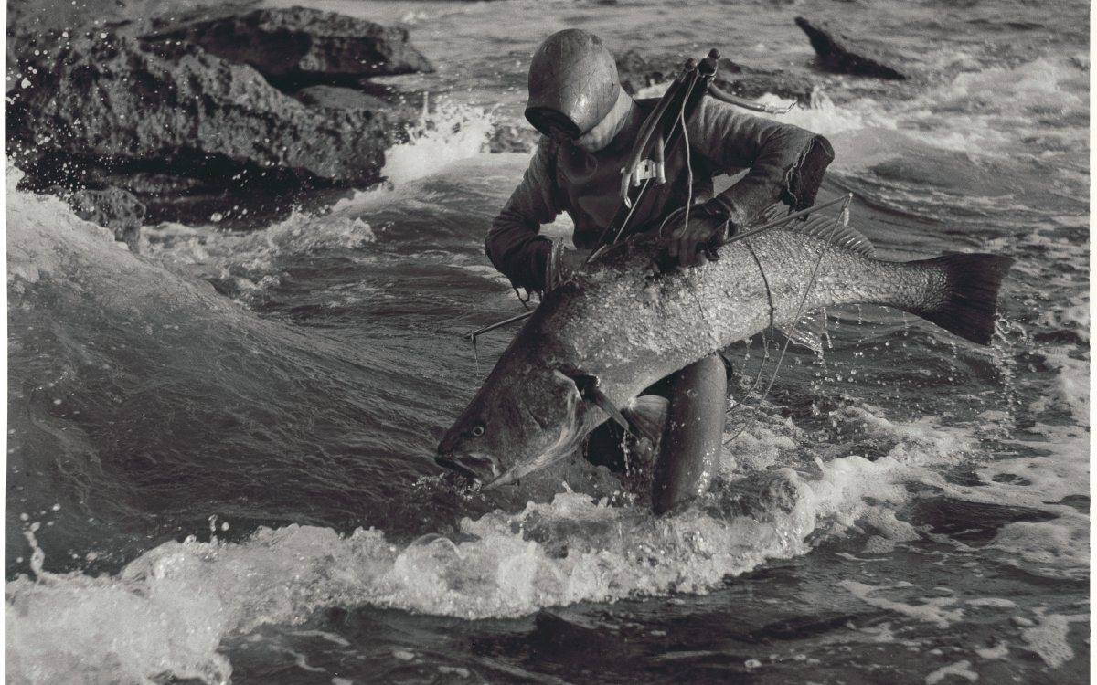 A man in home made diving gear hauls a large mulloway(fish) from the surf. They are surrounded by rocks. The fish is almost as long as the man is tall. The man has a speargun slung across his shoulder.