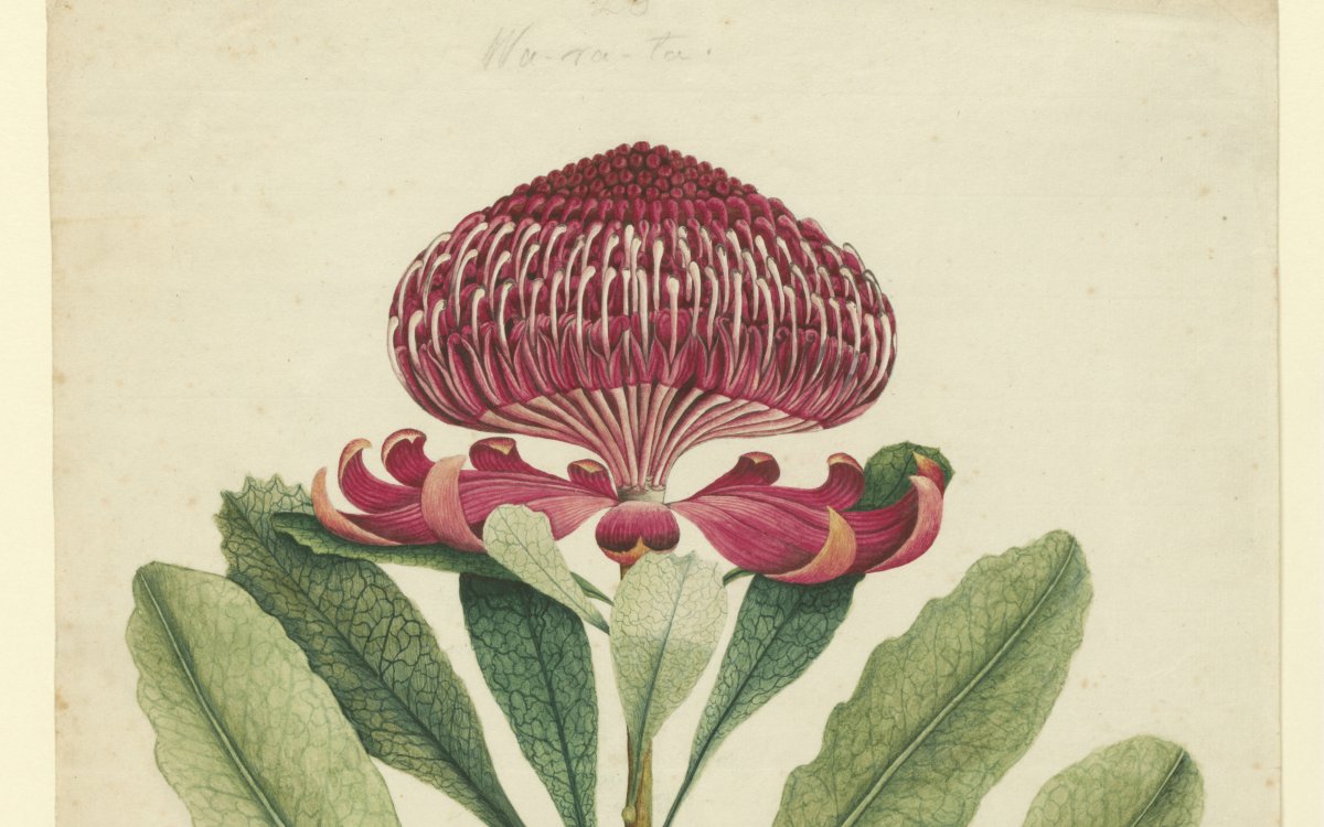A water colour of a waratah flower. It has six large leaves splaying upwards from the central stem. The flower is large and circular. It is deep red/magenta. "26"--in pencil, upper centre; "Wa-ra-ta"--in pencil, upper centre