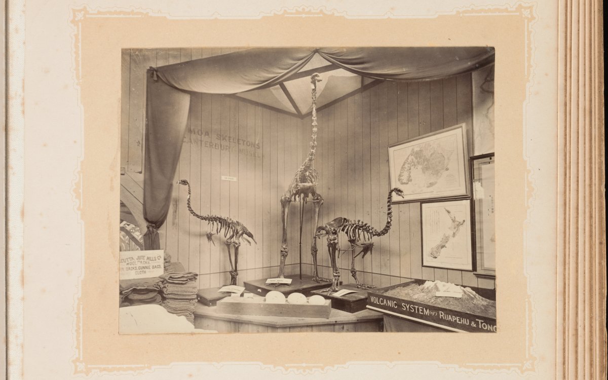 A sepia toned photograph mounted in a photo album. The photograph shoes a museum installation. The exhibition is of three giant bird skeletons, Moa. Two smaller specimins flank a central giant specimen. The central skeleton is almost double the height of the smaller ones, almost reaching the roof. The skeletons are surrounded by other exhibitions including (presumably) Moa eggs, a diorama with the lable "Volcanic System of Ruaphehu & Tong[a]", and sacks used by sailors. There are maps on the wall.