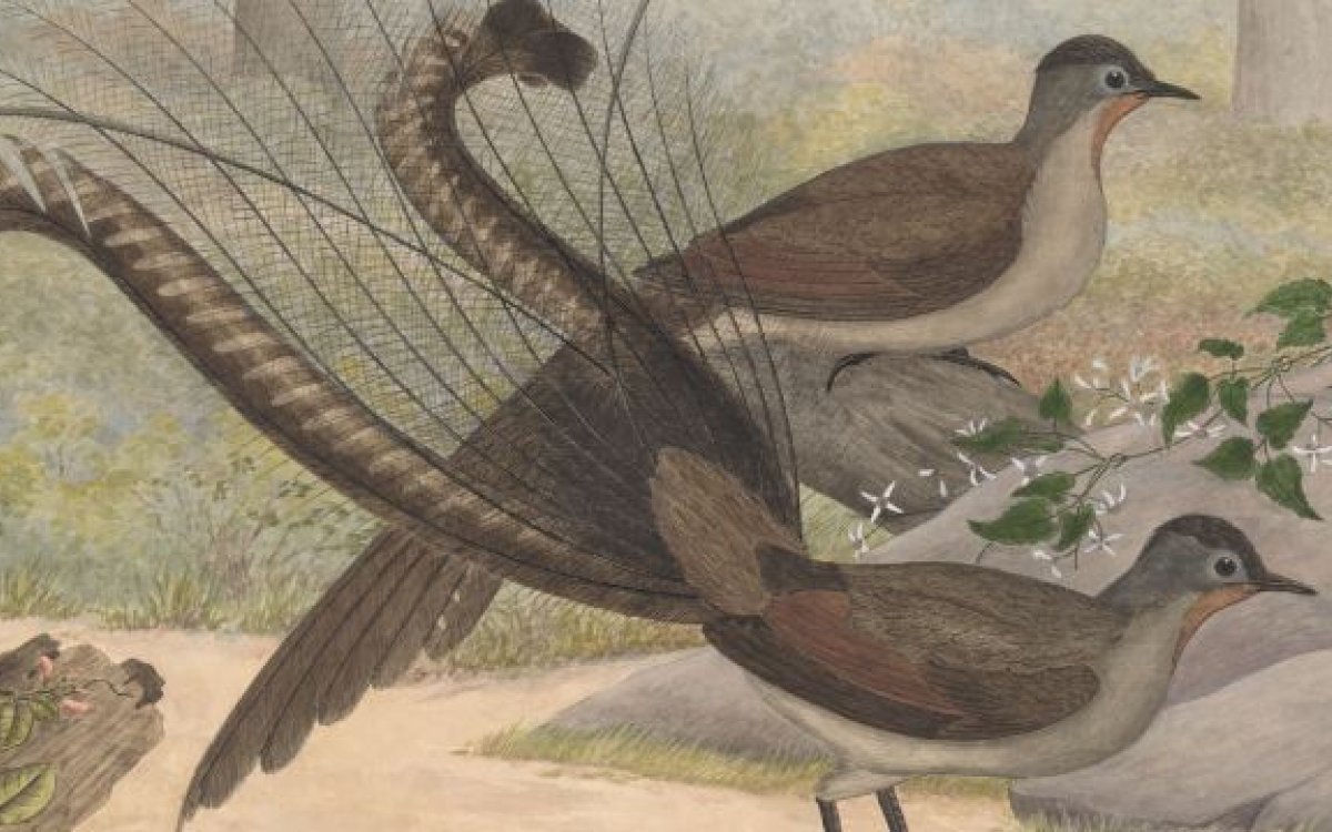 Illustration of two brown birds.