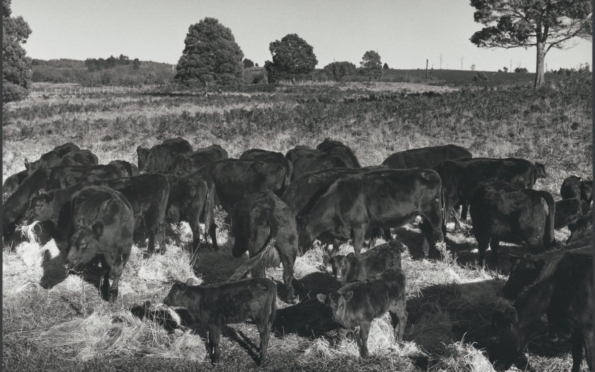 cattle grazing in bushland