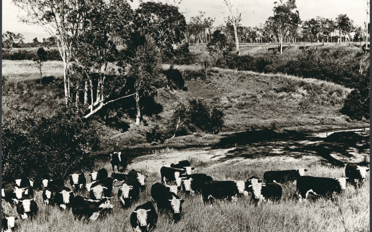 cattle in the Australian bush