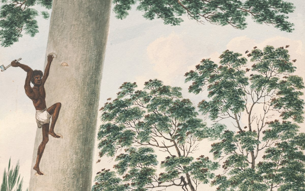 A watercolour image depicting a bush scene. A large tree is being scaled by a man in a white loin cloth. At the base of the tree another man is pointing up the tree. Two figures are sitting at the base of the tree tending a fire. In the background, four figures stand at the base of a tall tree pointing upwards. A small figure can be seen sitting in the bough of the tree. 