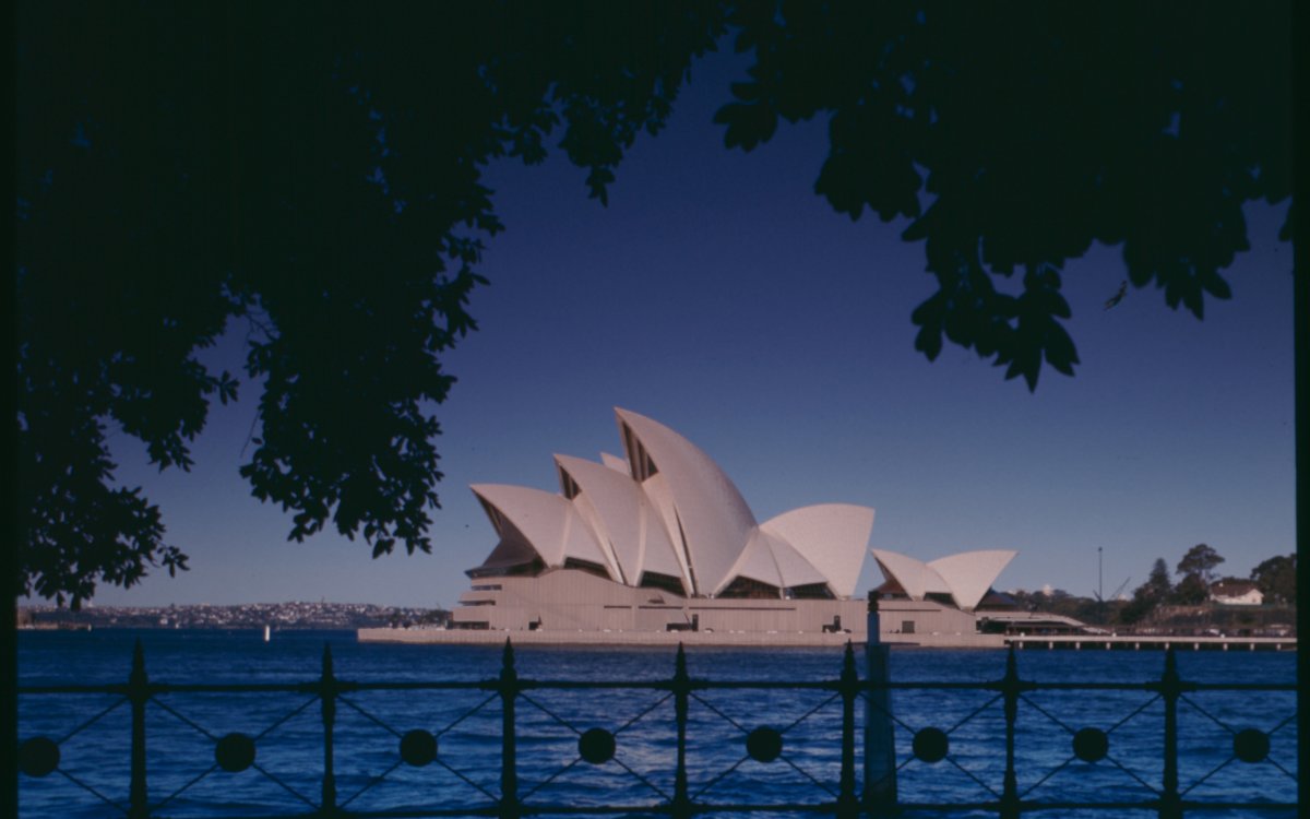 A photograph of the Sydney Opera House during the day. The Opera House is framed by the hanging branches of a large tree. In the foreground is a wrought iron fence.