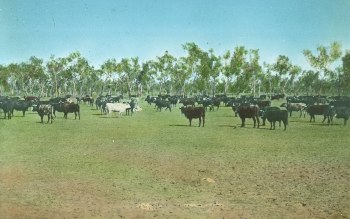 A herd of cattle grazing on a field. The green grass is pitted and muddy in places where the cows have walked.