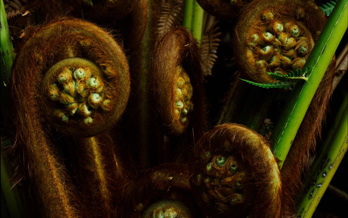 Brown furry uncoiling fronds of a fern. Green mature leaves can be seen among the fronds