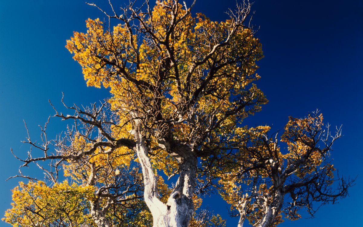 A low angle shot looking up at large beech trees. Their trunks are bleached white and their leaves are brilliant yellow against a deep blue sky.