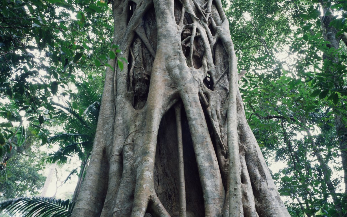 A large tree trunk is being strangled by fig roots. The trunk is almost completely covered.