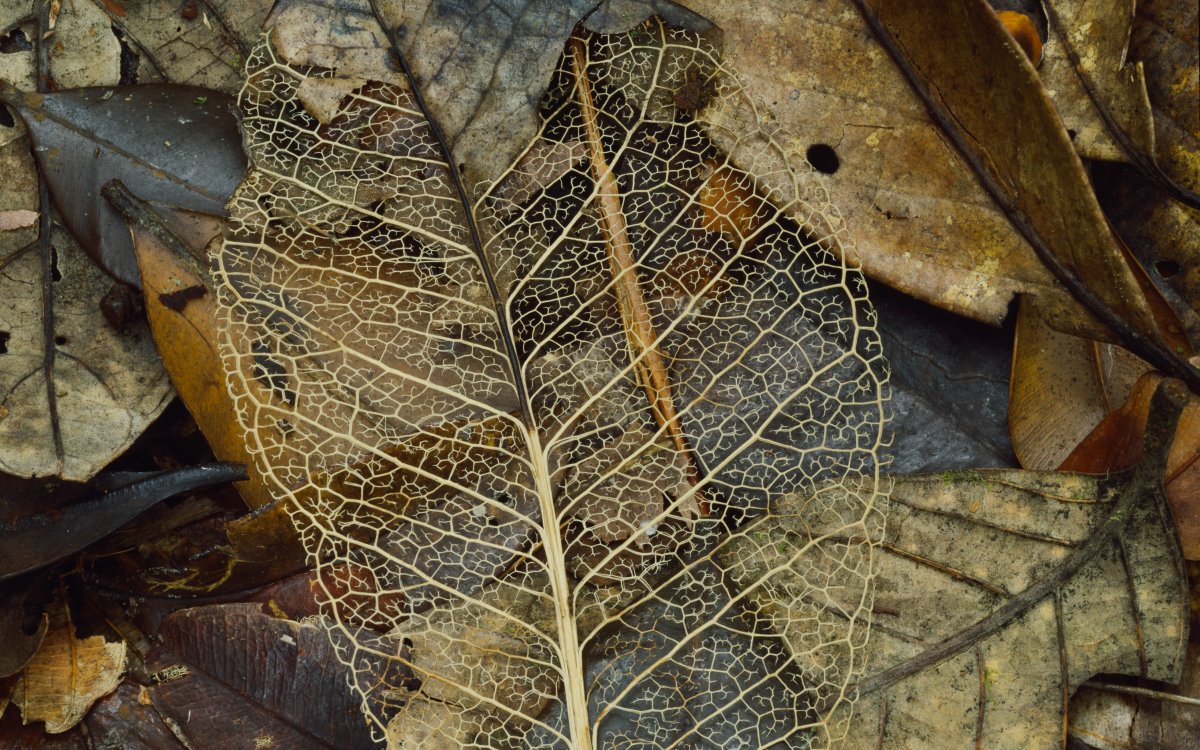 The skeleton of a leaf sits on a bed of other dead dried leaves. The leaf skeleton has retained the woody veins of the leaf while the fleshy parts have decayed.