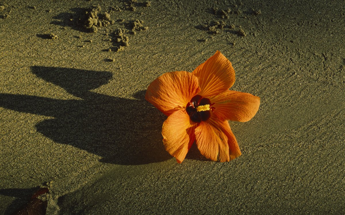 A bright orange hibiscus flower sits on a sandy beach. It is casting a long shadow.