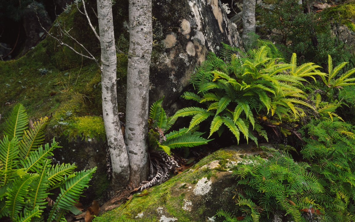 A forest scene with ferns and mossy boulders and trees.