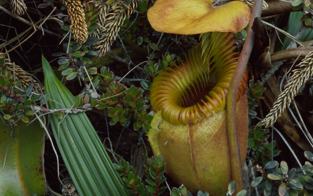 A yellow pitcher plant sits among a variety of green leaves. The plant is open.