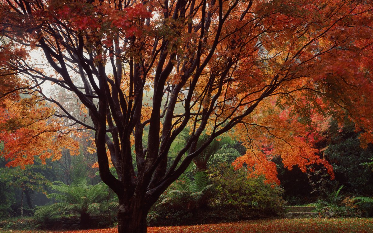 A large maple tree with a canopy that takes up most of the image. It's leaves a brilliant reds and oranges. Many leaves have fallen on the grass below. In the background many lush green ferns can be seen