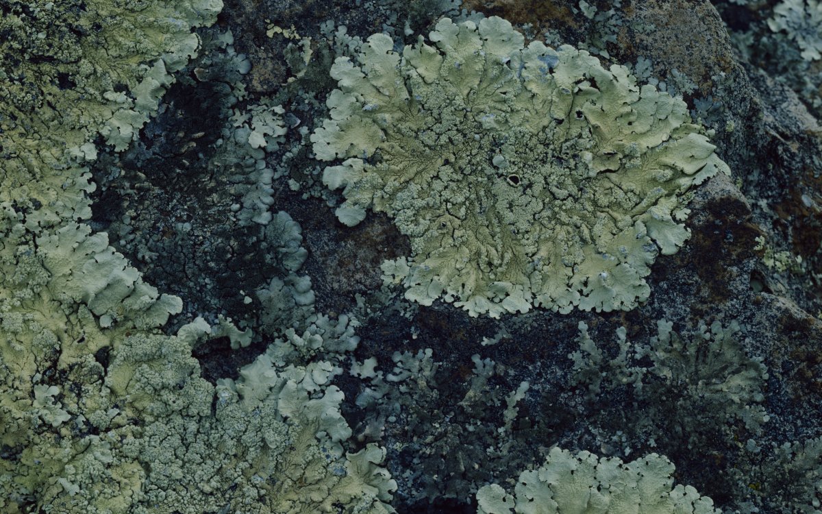 A close up image of lichen growing on a black/grey rock