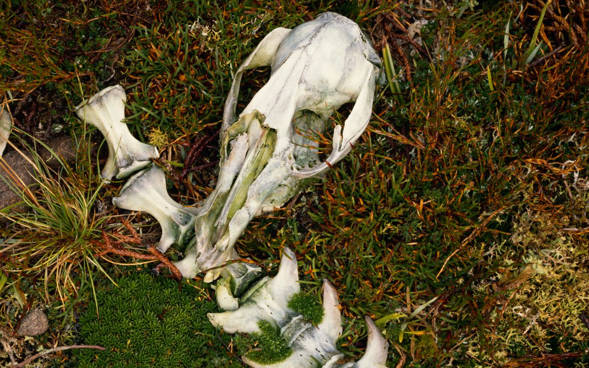 A skull and spinal column with 8 vertebra lay on a patch of grass. The bones are white with hints of green moss.