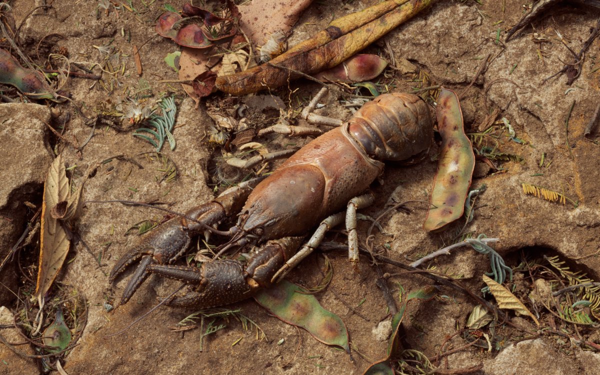 A brown yabbie sits among a pile of a dead leaves on a dirty muddy bank.