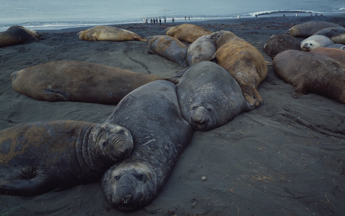 A herd of elephant seals lounge on a beach. The ocean is in the background. A small group of penguins are playing in the surf.