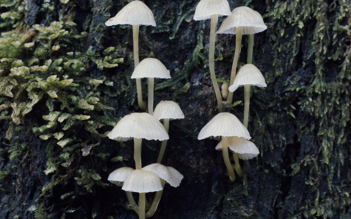 Twelve small white mushrooms grow out of the bark of a tree. Moss also covers the bark.