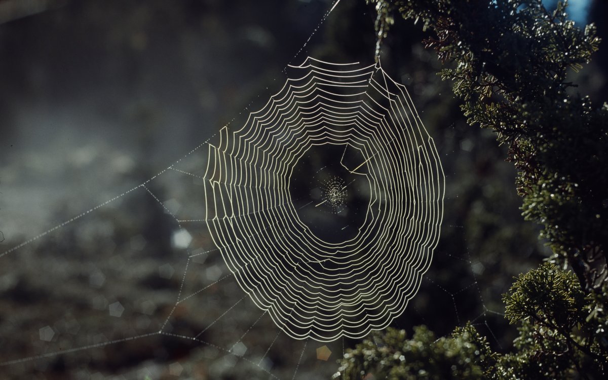 A spiderweb illuminated by the sun. The web is strung between the branches of a green leafy tree.