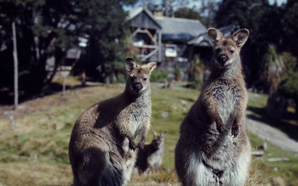 Two wallabies stand on a grassy hill. They are surrounded by bush and grassland. In the background a wooden cabin can be seen, along with other wallabies